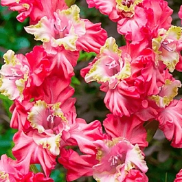 Гладиолус Broken Heart Frizzle