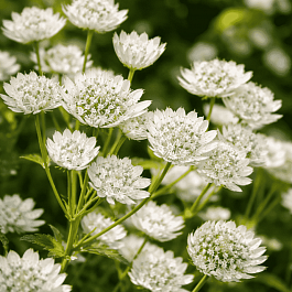 Астранция большая Alba