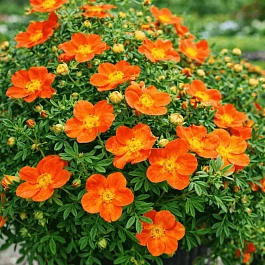 Лапчатка кустарниковая Hopleys Orange