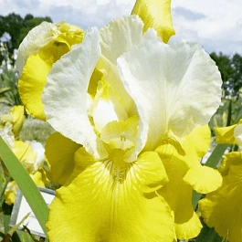 Ирис германский Tulip Festival