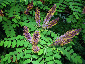 Аморфа кустарниковая