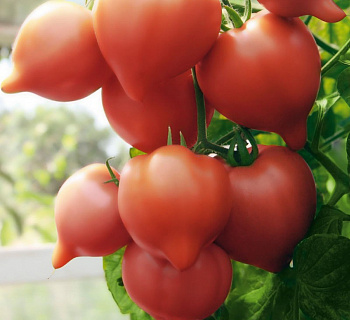 Томат Огневский F1