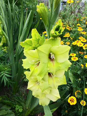 Гладиолус крупноцветковый Прима Верде