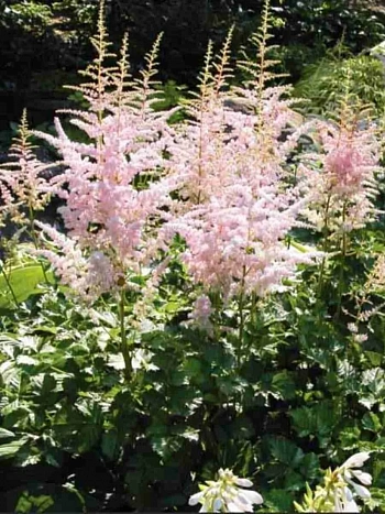 Астильба простолистная Sprite