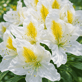 Рододендрон гибридный Madame Masson