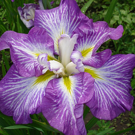 Ирис японский Несса-Но-Мей