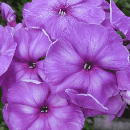 Флокс метельчатый Джоконда