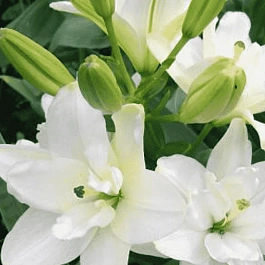 Лилия Annemarie's Dream