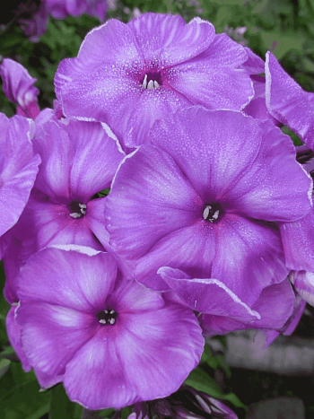 Флокс метельчатый Джоконда