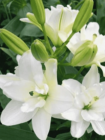 Лилия Annemarie's Dream