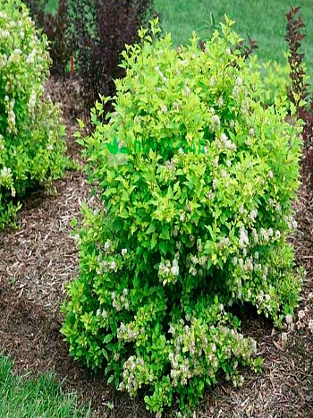 Пузыреплодник калинолистный Tiny Wine Gold