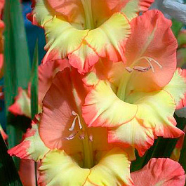 Гладиолус крупноцветковый Денди