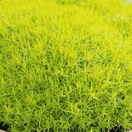 Мшанка шиловидная Lime Moss