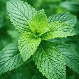 Мята перечная Mitchem