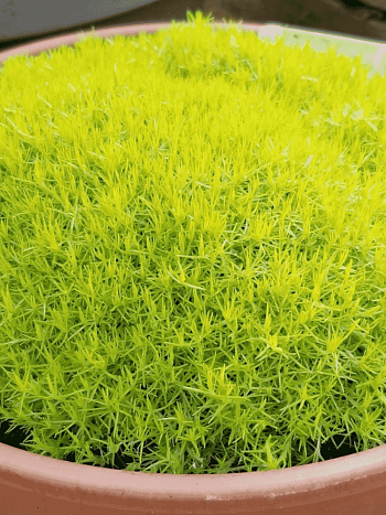 Мшанка шиловидная Lime Moss