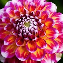 Георгина Hawaii