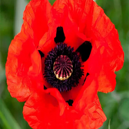 Мак восточный Beauty of Livermere