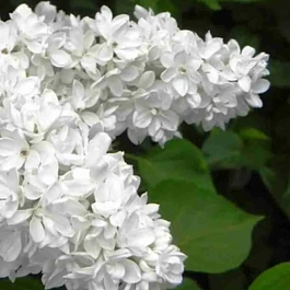 Сирень обыкновенная Севастополь