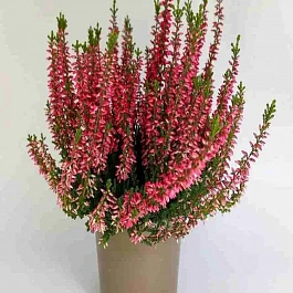 Вереск обыкновенный Martina