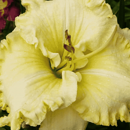 Лилейник Finders Keepers