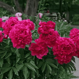 Пион Молочноцветковый Felix Crousse