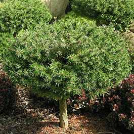 Сосна горная Бенжамин Сосна горная Бенжамин