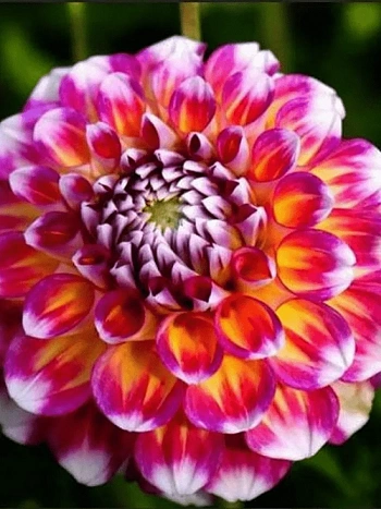 Георгина Hawaii