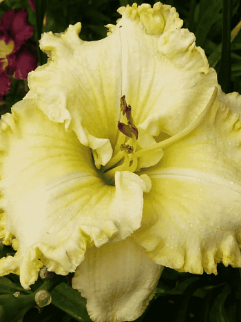 Лилейник Finders Keepers