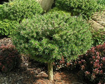 Сосна горная Бенжамин