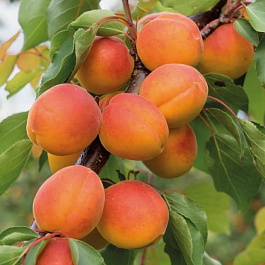 Абрикос обыкновенный Викинг