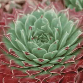 Молодило Grandiflorum