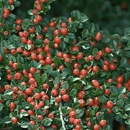 Кизильник горизонтальный