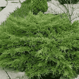 Можжевельник средний Pfitzeriana Compacta