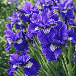 Ирис сибирский I See Stars