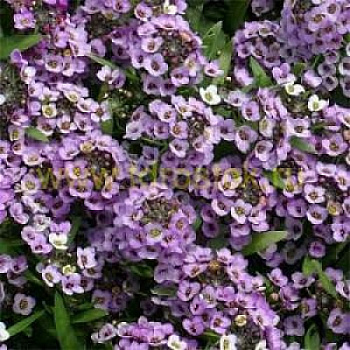 Алиссум Вондерленд Блю