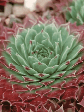 Молодило Grandiflorum