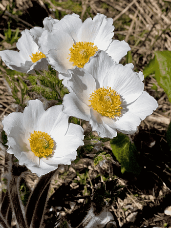 Прострел Альпийский Sulphurea