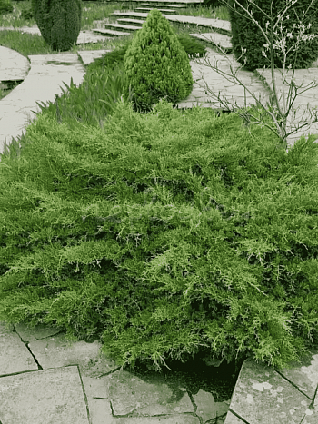 Можжевельник средний Pfitzeriana Compacta