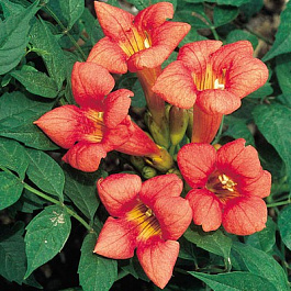 Кампсис укореняющийся Урсинов