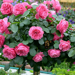 Роза Леонардо Да Винчи Штамб