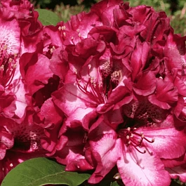 Рододендрон гибридный Painted Purple