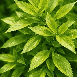 Форзиция темно-зеленая Citrus Swizzle