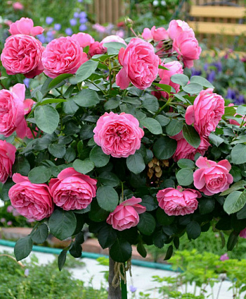 Роза Леонардо Да Винчи Штамб