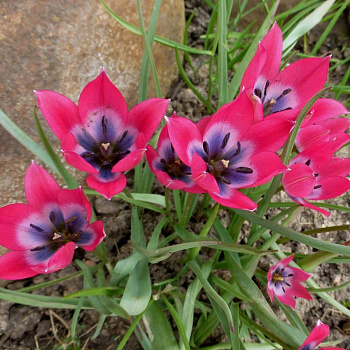 Тюльпан ботанический Лилипут