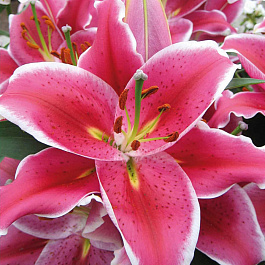 Лилия восточная Ла Манча