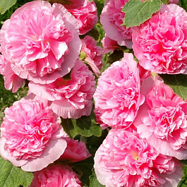 Шток-роза (Мальва) Пленифлора Роуз