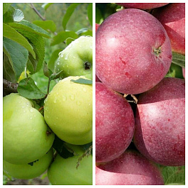 Дерево-сад (2-3х летка) яблоня 2 сорта Антоновка обыкновенная-Спартан