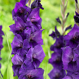 Гладиолус крупноцветковый Дип Перпл