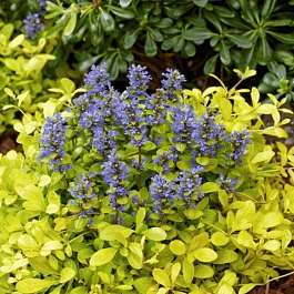 Живучка Feathered Friends Cordial Canary