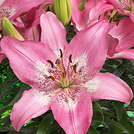 Лилия азиатская горшечная Тренди Никосия НАБОР 2ШТ (2+2)